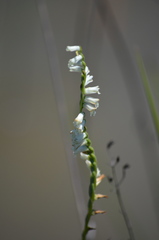 Spiranthes praecox