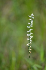 Spiranthes praecox