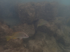 Lutjanus argentiventris