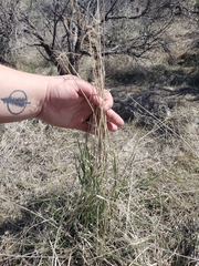Elymus elymoides elymoides