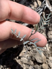 Astragalus pinonis