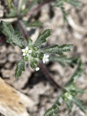 Ipomopsis polycladon