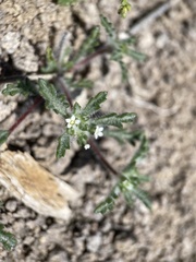 Ipomopsis polycladon