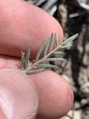 Astragalus pinonis