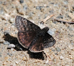 Erynnis persius