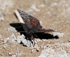 Erynnis persius