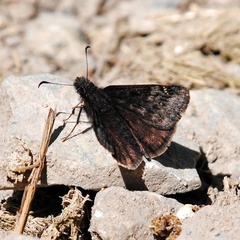 Erynnis persius