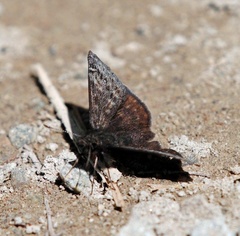 Erynnis persius