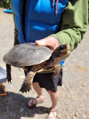 Actinemys marmorata marmorata