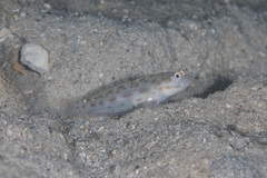 Ctenogobiops mitodes