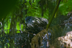 Alopecoenas beccarii