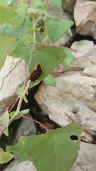 Trypanophora semihyalina