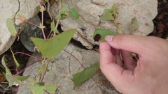 Trypanophora semihyalina