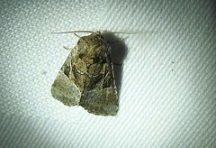 Meropleon ambifusca