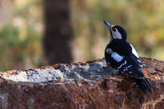 Dendrocopos major canariensis