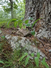Polygonatum biflorum biflorum