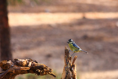 Cyanistes teneriffae teneriffae