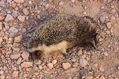 Atelerix algirus