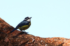 Cyanistes teneriffae teneriffae