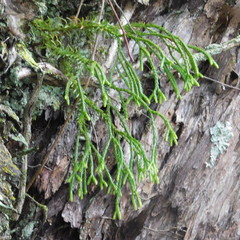 Phlegmariurus billardierei