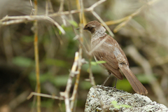 Mimus parvulus parvulus