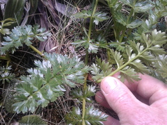 Anisotome pilifera