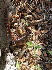 Scolopendra galapagoensis