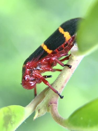 Two-lined Spittlebug