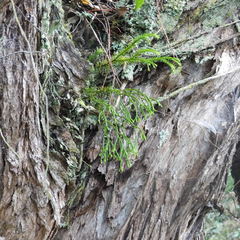 Phlegmariurus billardierei