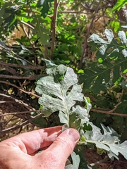 Quercus lobata