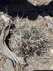 Rhinotropis subspinosa