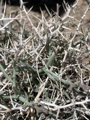 Rhinotropis subspinosa