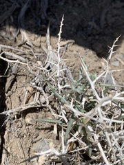 Rhinotropis subspinosa