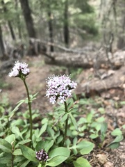 Valeriana capitata
