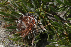 Protea aspera
