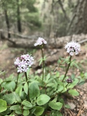 Valeriana capitata