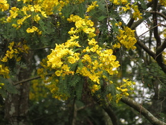 Angiospermae