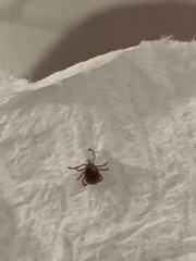 Amblyomma americanum