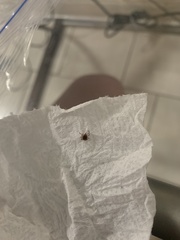 Amblyomma americanum