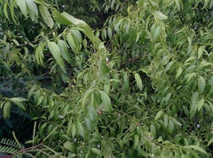 Vallesia glabra