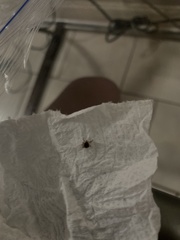 Amblyomma americanum