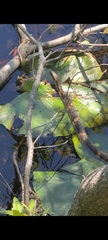 Nerodia fasciata confluens