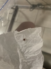 Amblyomma americanum