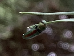 Chrysophana placida
