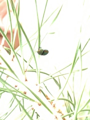 Chrysophana placida