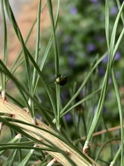 Chrysophana placida