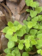 Houstonia procumbens