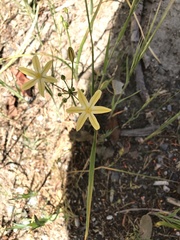 Triteleia