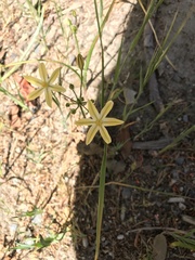 Triteleia