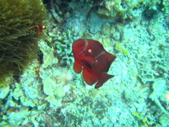Amphiprion biaculeatus